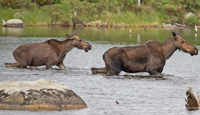 Moose in Stump Pond