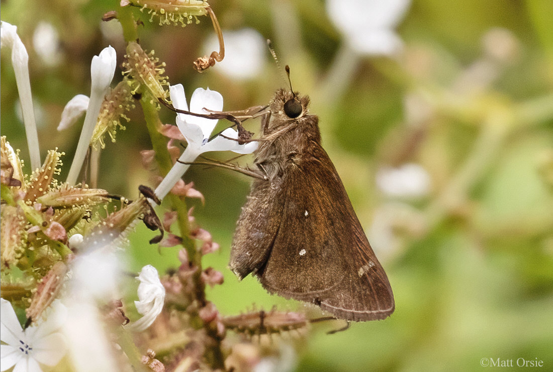 Double-dotted Skipper